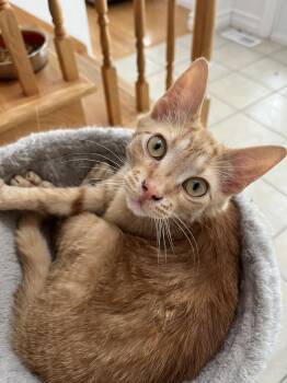 Tabby Cats Available for Adoption - Harry | PetCurious