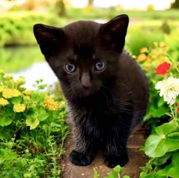 Rescue Domestic Short Hair Cats for Adoption in Delray Beach, Florida - Danny | PetCurious