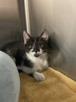 Domestic Short Hair Cats Available for Adoption in Corpus Christi, Texas - PERCY | PetCurious