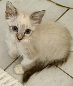 Scout -  Siamese and Ragdoll Cat for Adoption in New Braunfels, Texas - Scout | PetCurious