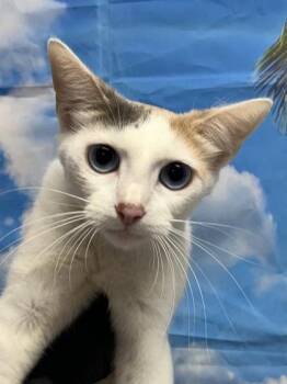 Louisa -  Domestic Short Hair Cat for Adoption in San Antonio, Texas - Louisa | PetCurious