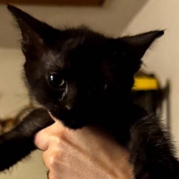 Domestic Short Hair Cats Available for Adoption in Midland, Texas - Wonder Woman | PetCurious