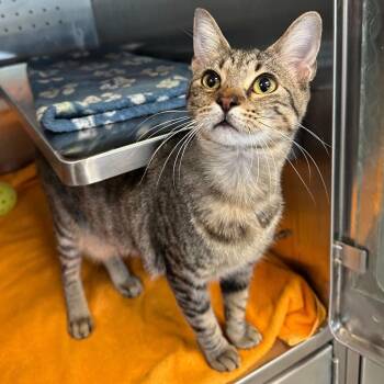 Domestic Short Hair Cats Available for Adoption - Judge Anderson | PetCurious