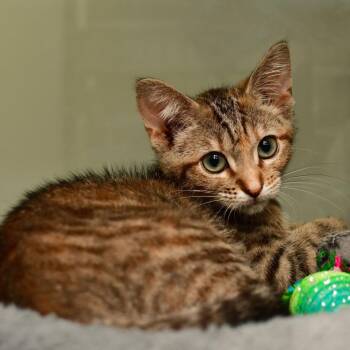 Corn Dog -  Domestic Short Hair Cat for Adoption in Ottawa, Kansas - Corn Dog | PetCurious