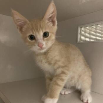 Riley (green collar) -  Domestic Short Hair Cat for Adoption in Redwood City, California - Riley (green Collar) | PetCurious