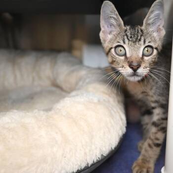 Domestic Short Hair Cats Available for Adoption in West Palm Beach, Florida - Jake Sulley | PetCurious