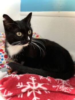 Rescue Domestic Short Hair Cats for Adoption in Estherville, Iowa - Sauki | PetCurious