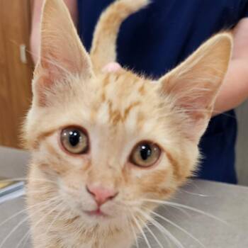 Spark Plug -  Tabby Cat for Adoption in Dickinson, North Dakota - Spark Plug | PetCurious
