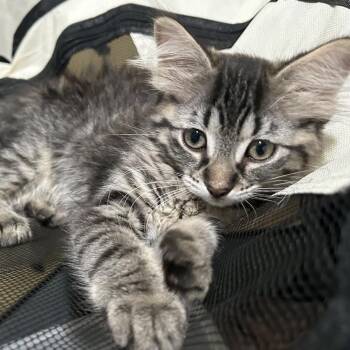 Glitter -  Domestic Long Hair Cat for Adoption in Dearborn, Michigan - Glitter | PetCurious