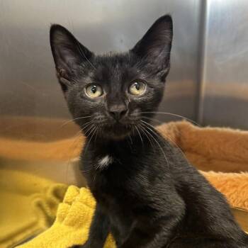 Sancocho -  Domestic Short Hair Cat for Adoption in Newark, New Jersey - Sancocho | PetCurious