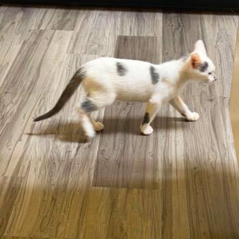 Smudge -  Domestic Short Hair Cat for Adoption in Buford, Georgia - Smudge | PetCurious
