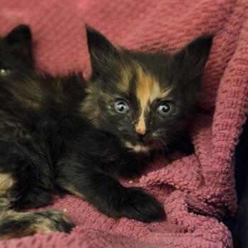 Zam Wesell -  Domestic Short Hair Cat for Adoption in Westland, Michigan - Zam Wesell | PetCurious
