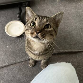 Sam -  Domestic Short Hair Cat for Adoption in Powdersville, South Carolina - Sam | PetCurious