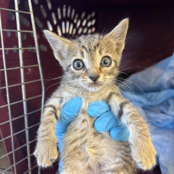 Domestic Short Hair Cats Available for Adoption in West Palm Beach, Florida - Shrimp | PetCurious