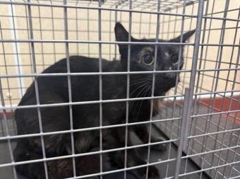 Rockfish -  Domestic Short Hair Cat for Adoption in Salisbury, Maryland - Rockfish | PetCurious