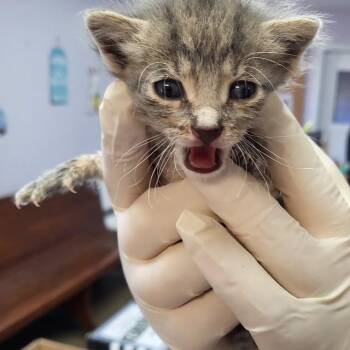 Domestic Short Hair Cats Available for Adoption in Fort Walton Beach, Florida - ALEX KAREV | PetCurious