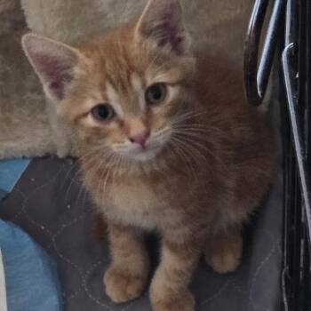 Boo-Boo & Bob (bonded pair) -  Domestic Short Hair Cat for Adoption in Phoenix, Arizona - Boo-Boo & Bob (bonded Pair) | PetCurious
