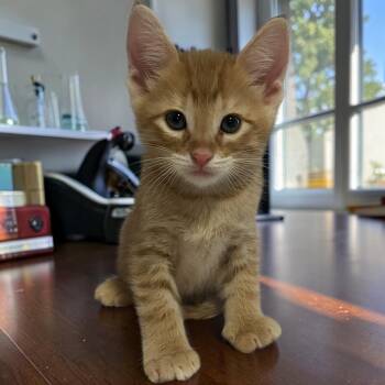 Darwin -  Domestic Short Hair Cat for Adoption in Tulsa, Oklahoma - Darwin | PetCurious