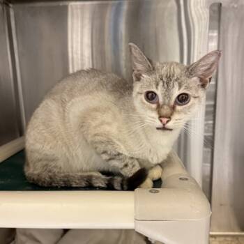 Rescue Domestic Short Hair Cats for Adoption in Dallas, Texas - Ernie | PetCurious