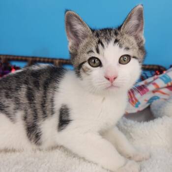 Toe Jam -  Domestic Short Hair Cat for Adoption in Fort Wayne, Indiana - Toe Jam | PetCurious