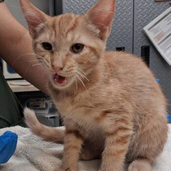 Cartman -  Domestic Short Hair Cat for Adoption in Newark, New Jersey - Cartman | PetCurious