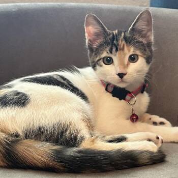 Millie -  Domestic Short Hair Cat for Adoption in Temecula, California - Millie | PetCurious