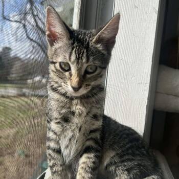 Domestic Short Hair Cats Available for Adoption in Bentonville, Arkansas - Drama | PetCurious