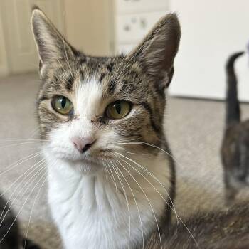 Domestic Short Hair Cats Available for Adoption in Fishers, Indiana - Crystal | PetCurious
