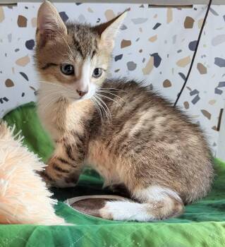 Spider -  Domestic Short Hair Cat for Adoption in Seven Valleys, Pennsylvania - Spider | PetCurious