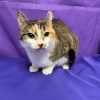 Kat 2 -  Domestic Medium Hair Cat for Adoption in North Myrtle Beach, South Carolina - Kat 2 | PetCurious