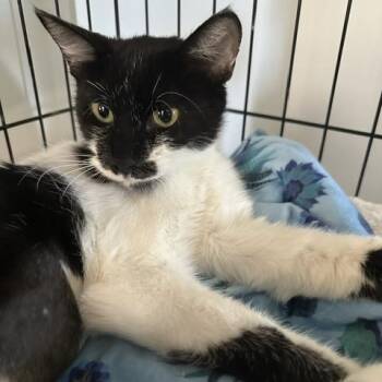 Hope -  Domestic Short Hair Cat for Adoption in Buffalo, Minnesota - Hope | PetCurious