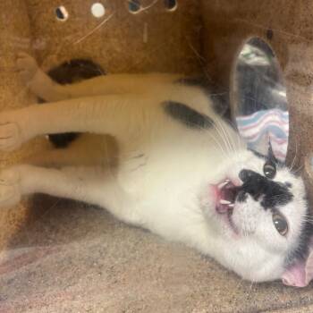 Domestic Short Hair Cats Available for Adoption in Reno, Nevada - Merlin | PetCurious