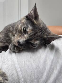 Rescue Domestic Short Hair Cats for Adoption in Rome, Georgia - Aspen | PetCurious