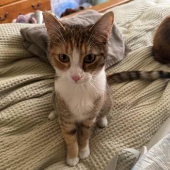 Domestic Short Hair Cats Available for Adoption in Los Angeles, California - Lily | PetCurious