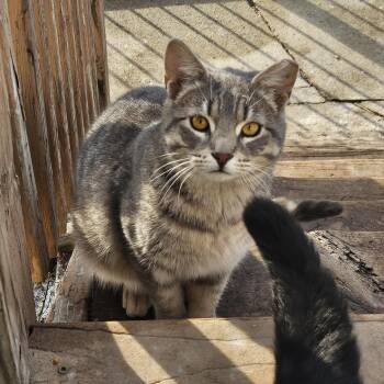 Bubbles & Buttercup -  Domestic Short Hair Cat for Adoption in Chicago, Illinois - Bubbles & Buttercup | PetCurious