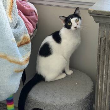 Kenny Rogers -  Domestic Short Hair and Tuxedo Cat for Adoption in East Amherst, New York - Kenny Rogers | PetCurious