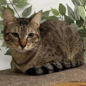 Ramona -  Domestic Short Hair Cat for Adoption in Yucca Valley, California - Ramona | PetCurious