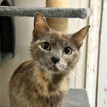 Pomegranate -  Domestic Short Hair Cat Available for Adoption in Fairhope, Alabama - Pomegranate | PetCurious