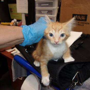 PePe Jr -  Domestic Short Hair Cat for Adoption in Milton, Florida - PePe Jr | PetCurious