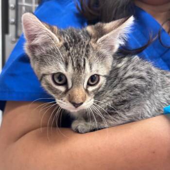 Domestic Short Hair Cats Available for Adoption in Goleta, California - Roo | PetCurious