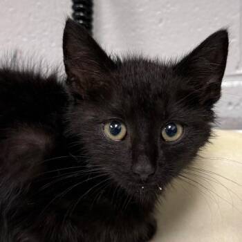 Culpeo -  Domestic Short Hair Cat for Adoption in Greenville, South Carolina - Culpeo | PetCurious