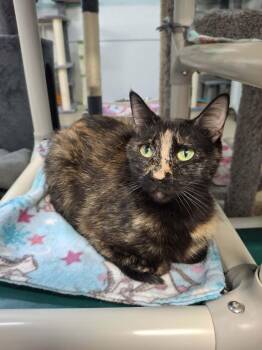 Martha -  Domestic Short Hair Cat for Adoption in Rochester, New Hampshire - Martha | PetCurious
