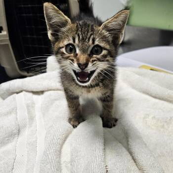 Jojo Siwa -  Domestic Short Hair Cat for Adoption in Austin, Texas - Jojo Siwa | PetCurious