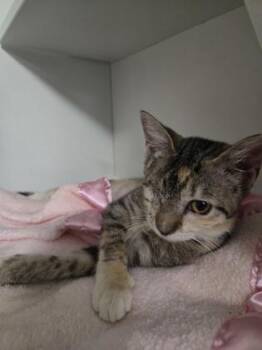 Sunny -  Domestic Short Hair Cat for Adoption in Savannah, Georgia - Sunny | PetCurious