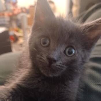 Domestic Short Hair Cats Available for Adoption in Washington, District Of Columbia - S Litter - Sienna | PetCurious