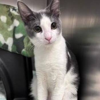 Lenny and Arya (BONDED PAIR) -  Domestic Short Hair Cat Available for Adoption in Nantucket, Massachusetts - Lenny And Arya (BONDED PAIR) | PetCurious