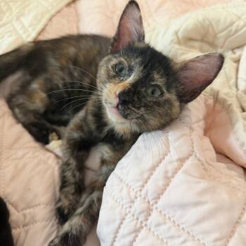 Gazania 24 -  Domestic Short Hair Cat for Adoption in Austin, Texas - Gazania 24 | PetCurious
