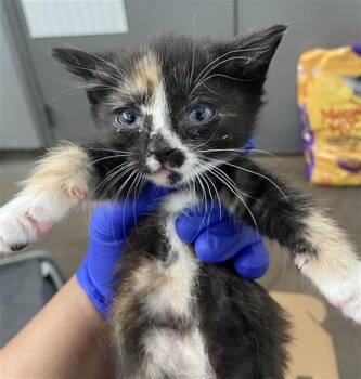 Domestic Short Hair Cats Available for Adoption in Dallas, Texas - RUNT | PetCurious