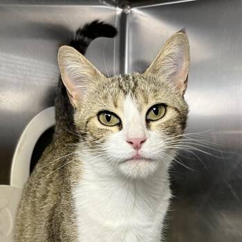 Olivia -  Domestic Short Hair Cat for Adoption in Palm Springs, California - Olivia | PetCurious