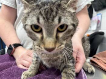 Rescue Domestic Short Hair Cats for Adoption in Peoria, Illinois - STAN | PetCurious